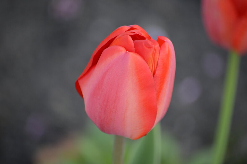 Red Tulip Flower — Calm, Spring, Photograph, Stem