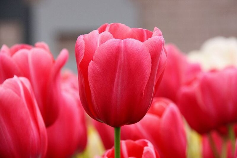 Red Tulip Flower — Calm, Spring, Photograph