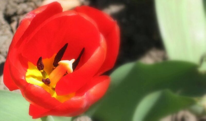 Red Tulip Flower — Calm, Spring