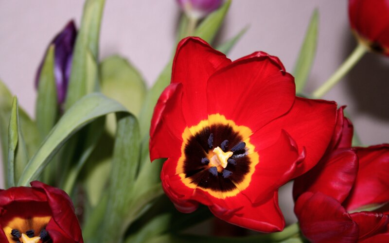 Red Tulip Flower — Calm