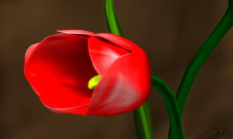 red tulip flower close-up