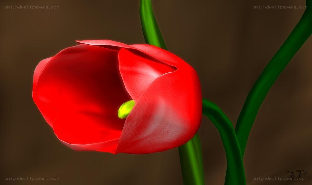 red tulip flower close-up