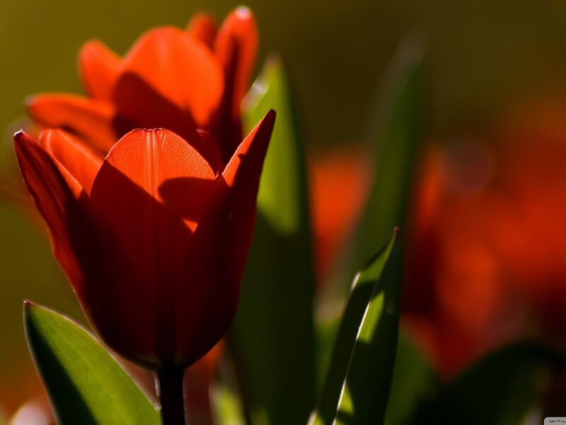 Red Tulip Flower — Dramatic, Afternoon