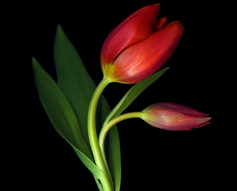 Red Tulip Flower — Dramatic, Photograph, Bud, Leaf