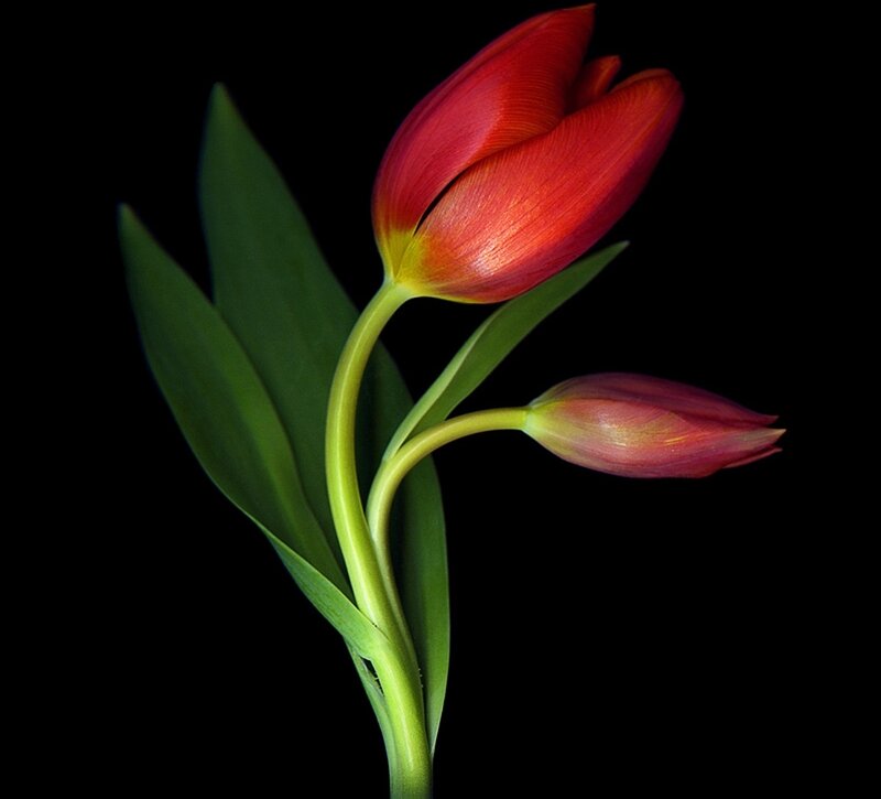 Red Tulip Flower — Dramatic, Photograph, Bud