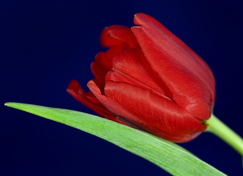 Red Tulip Flower — Dramatic, Photograph, Green Leaf