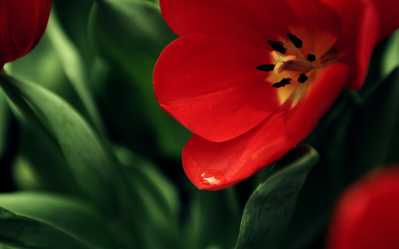 Red Tulip Flower — Dramatic, Photograph, Green Leaves, Petal