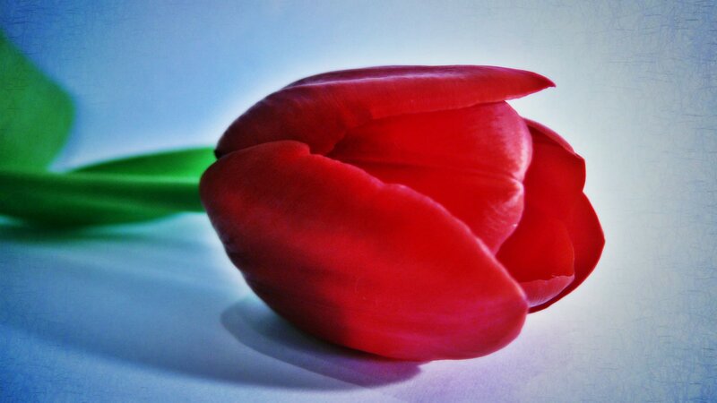 Red Tulip Flower — Dramatic, Photograph, Green Stem, Shadow