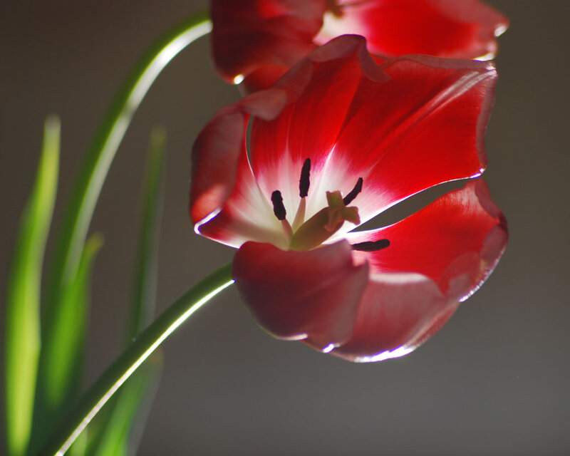 Red Tulip Flower — Dramatic, Photograph, Green Stem