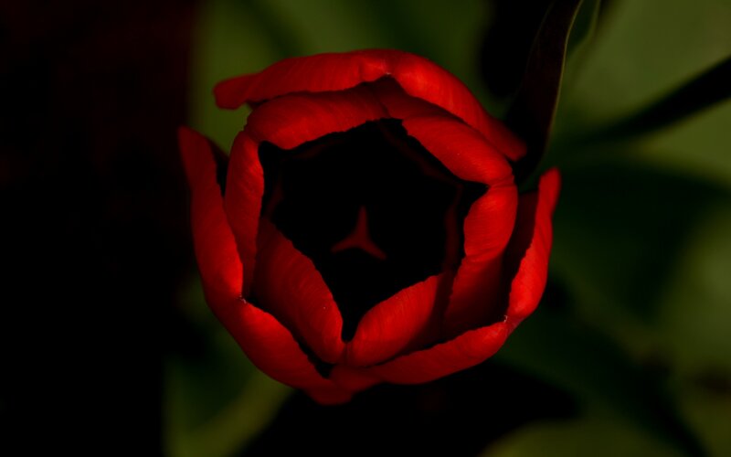 Red Tulip Flower — Dramatic, Photograph, Petals