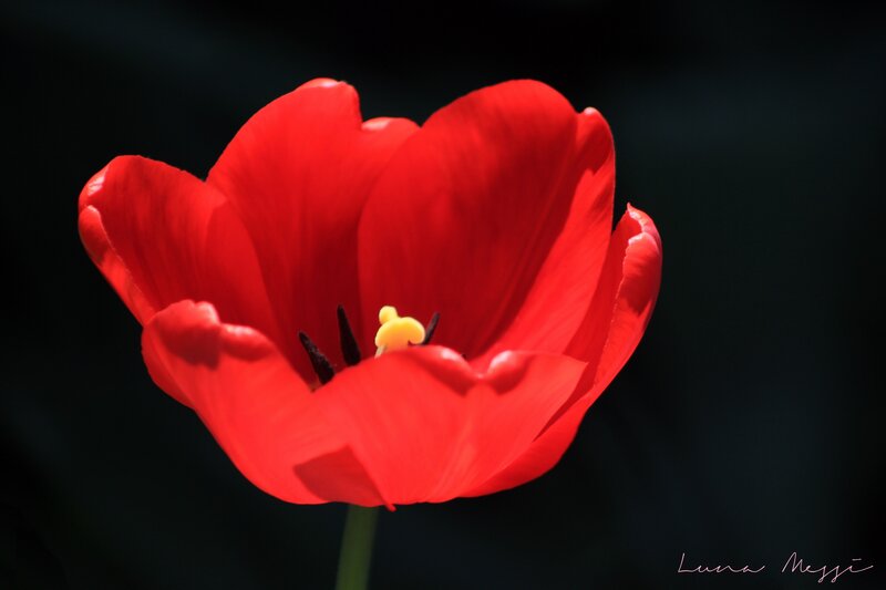 Red Tulip Flower — Dramatic, Photograph, Stem, Center