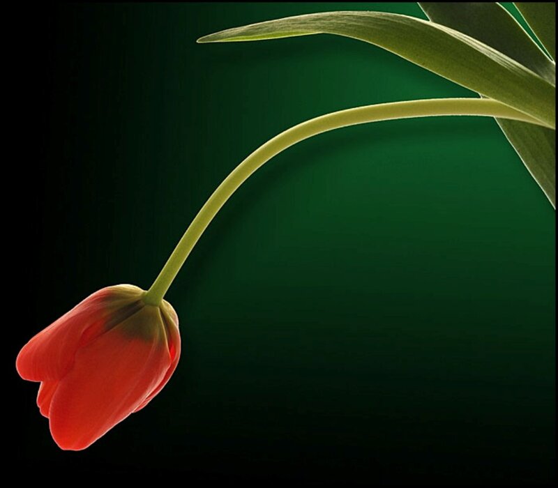 Red Tulip Flower — Dramatic, Photograph, Stem, Leaf
