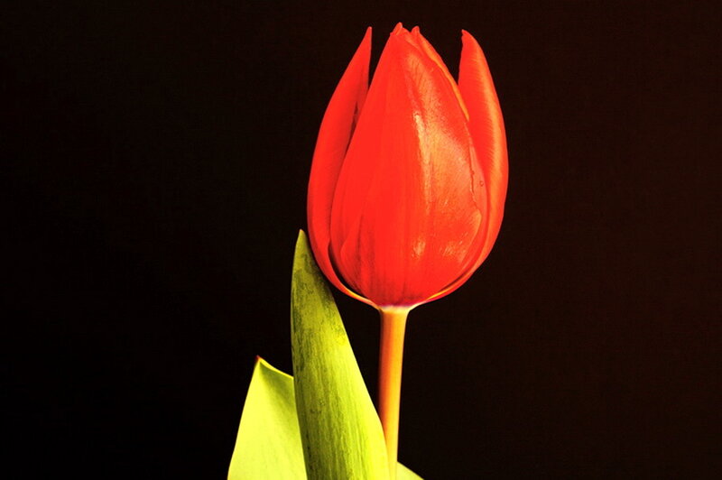 Red Tulip Flower — Dramatic, Photograph, Stem