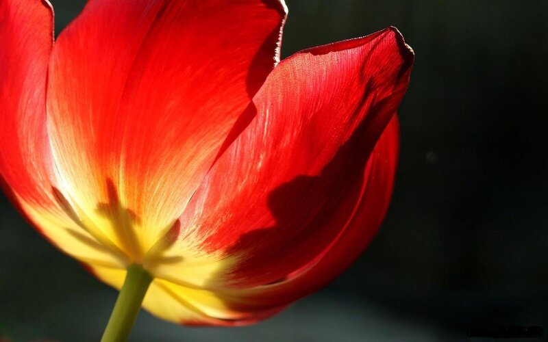Red Tulip Flower — Dramatic, Photograph