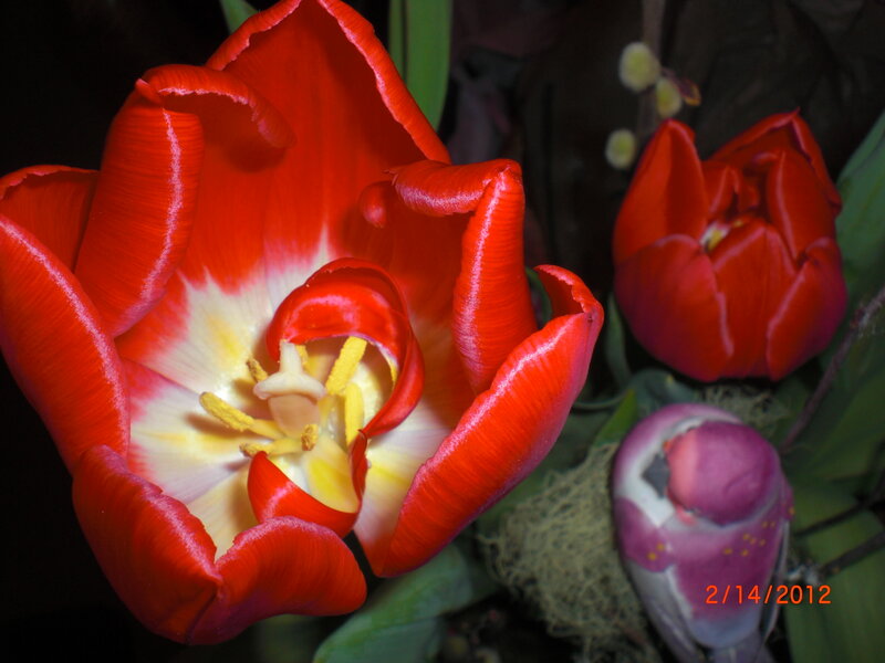 Red Tulip Flower — Dramatic, Photograph, Tulip Bud