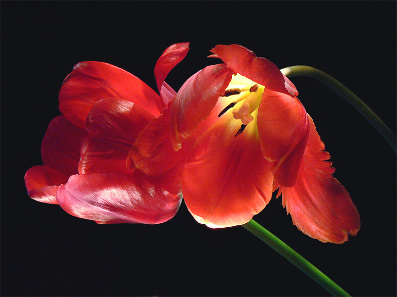 Red Tulip Flower — Dramatic