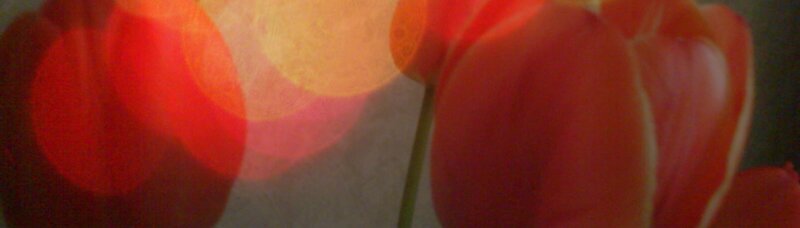 Red Tulip Flower — Dreamy
