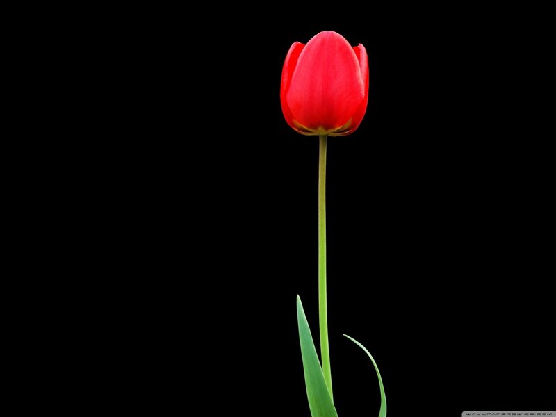 Red Tulip Flower — Minimalist