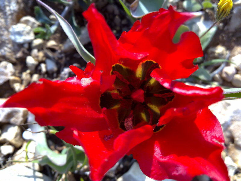 Red Tulip Flower — Natural, Afternoon
