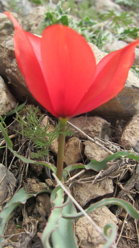 Red Tulip Flower — Natural, Spring, Photograph, Rocks