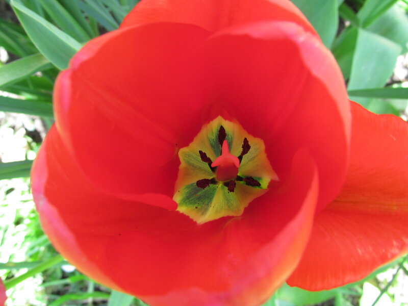 Red Tulip Flower — Natural, Spring, Photograph