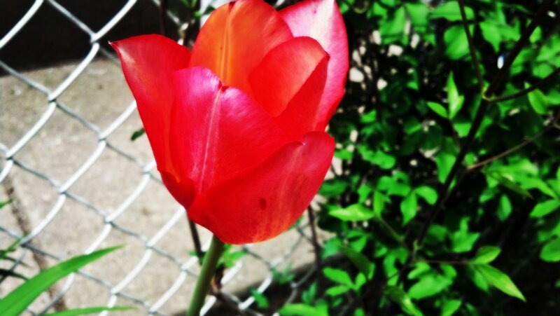Red Tulip Flower — Natural, Spring