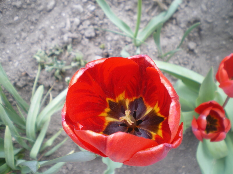 Red Tulip Flower — Natural