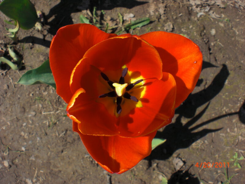 Red Tulip Flower — Orange