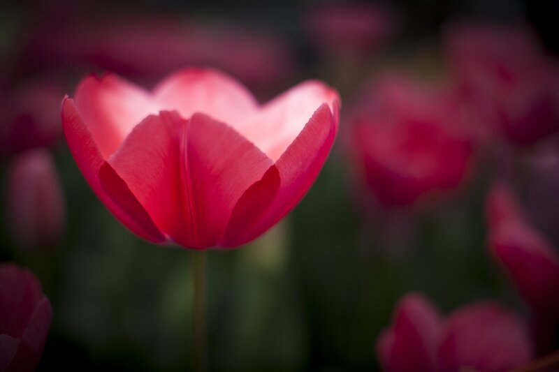 Red Tulip Flower — Pink