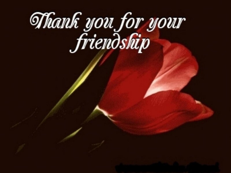 Red Tulip Flower — Sentimental