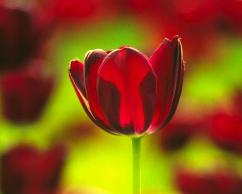 Red Tulip Flower — Serene, Afternoon, Photograph, Stem