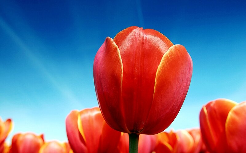 Red Tulip Flower — Serene, Afternoon, Photograph