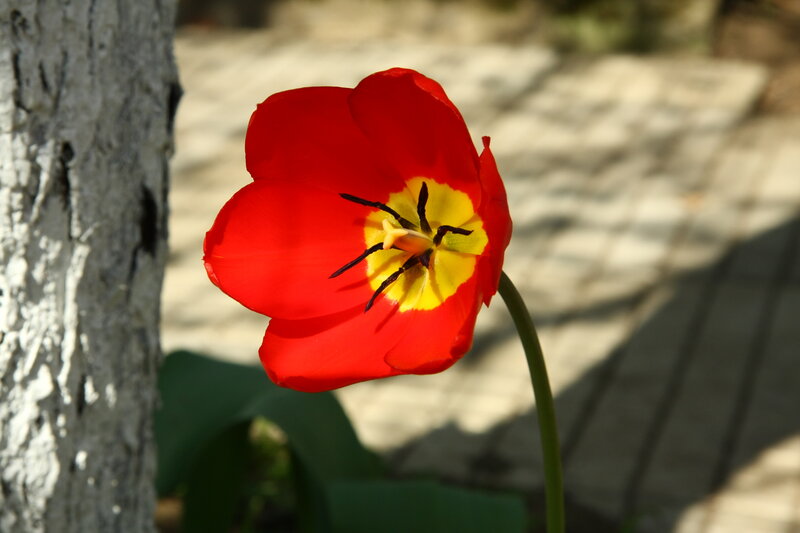 Red Tulip Flower — Serene, Afternoon