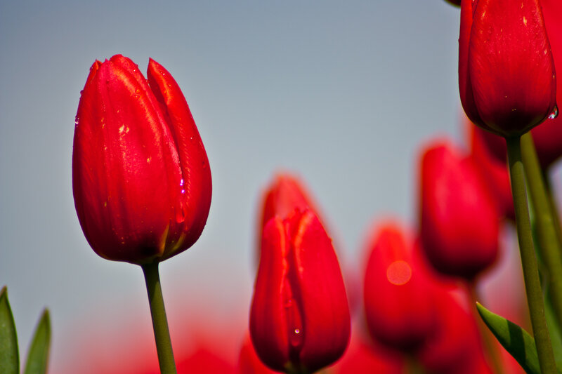 Red Tulip Flower — Serene, Morning