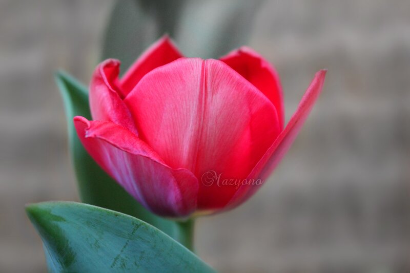 Red Tulip Flower — Serene, Photograph, Green Leaf