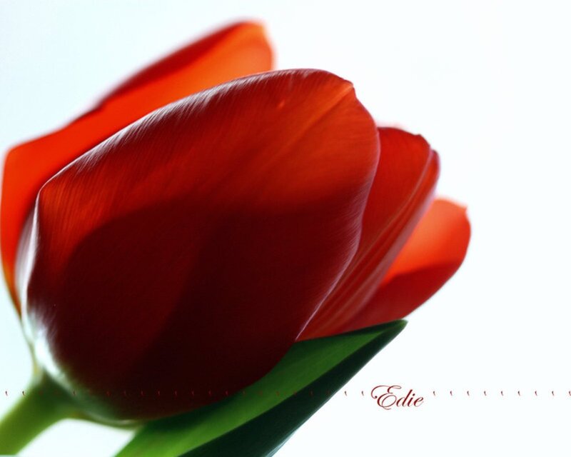 Red Tulip Flower — Serene, Photograph, Green Leaf, White Background