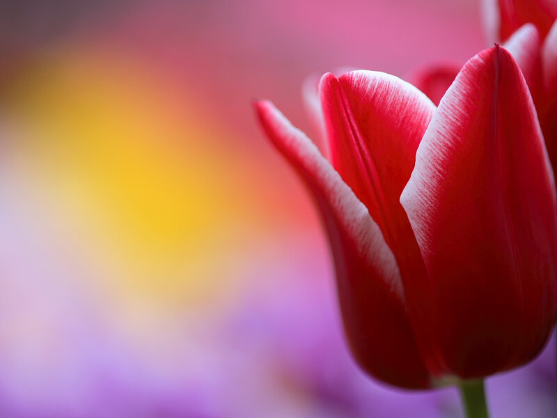 Red Tulip Flower — Serene, Photograph, Petal