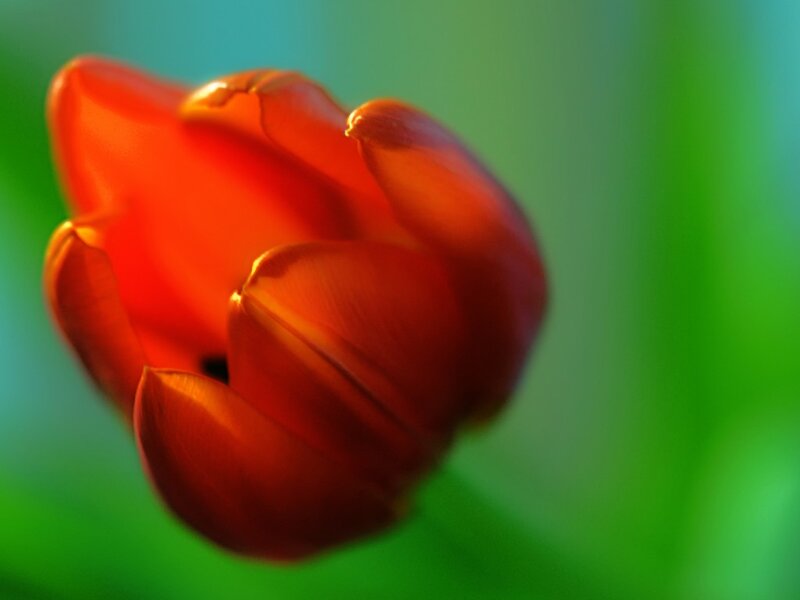 Red Tulip Flower — Serene, Photograph, Petals