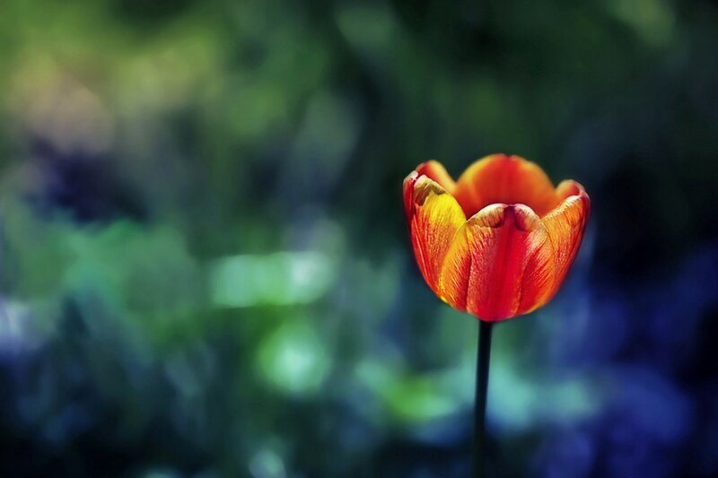 Red Tulip Flower — Serene, Photograph, Stem, Blurred Background