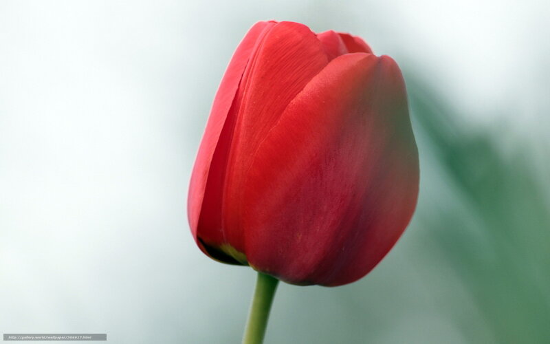 Red Tulip Flower — Serene, Photograph, Stem, Green Leaf