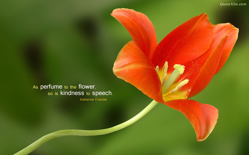 Red Tulip Flower — Serene, Photograph