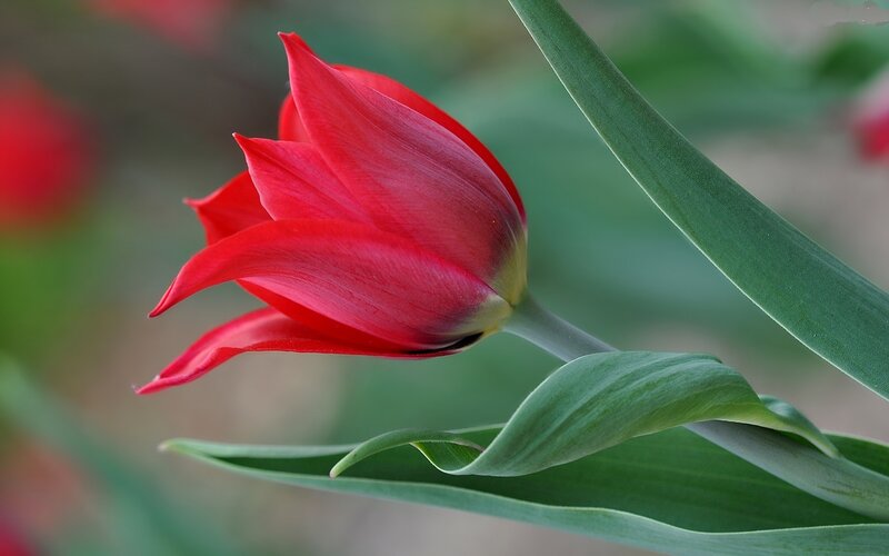 Red Tulip Flower — Serene, Spring, Photograph, Green Leaf