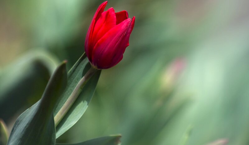 Red Tulip Flower — Serene, Spring, Photograph, Green Leaves, Blurred Background
