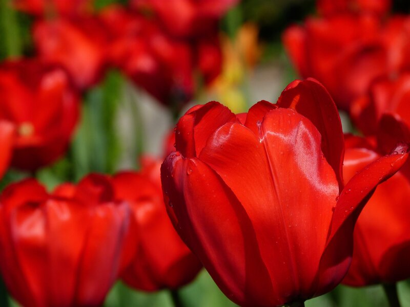 Red Tulip Flower — Serene, Spring, Photograph, Petal, Green Leaves