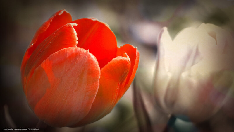 Red Tulip Flower — Serene, Spring, Photograph, Petal