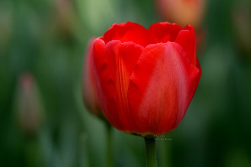 Red Tulip Flower — Serene, Spring, Photograph, Stem