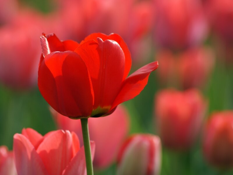 Red Tulip Flower — Serene, Spring, Photograph, Tulips