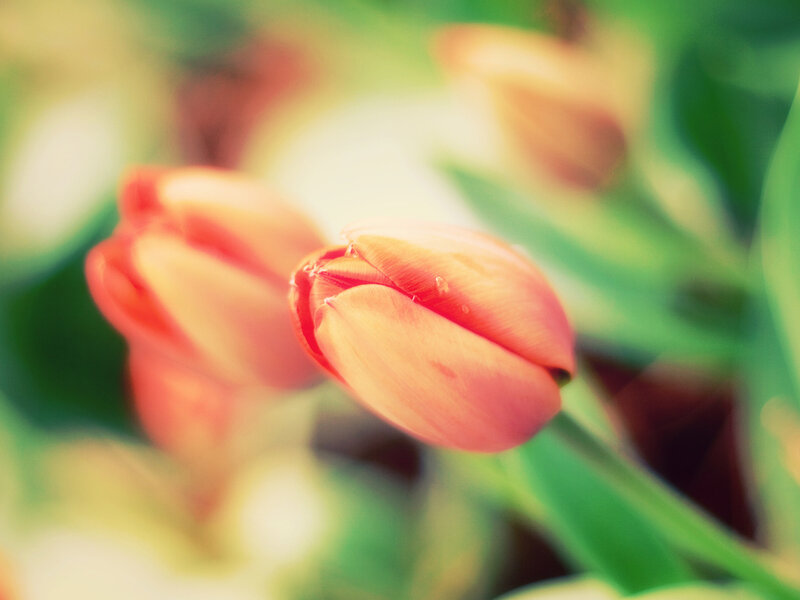 Red Tulip Flower — Serene, Spring
