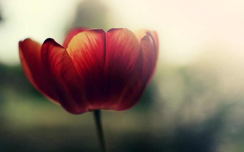 Red Tulip Flower — Serene, Sunset