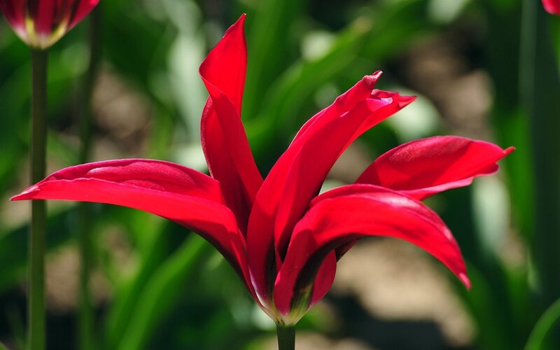 Red Tulip Flower — Serene